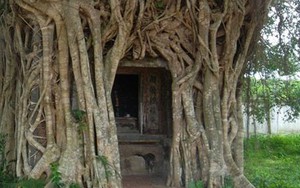 Cận cảnh gốc cây sanh trăm tuổi tuyệt đẹp ở Quảng Bình