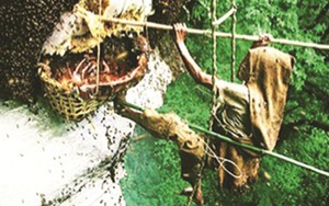 Thót tim màn đu vách núi của thợ săn ong ở bìa rừng xứ Mường