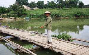 Đi chăn trâu, 1 em nhỏ rơi xuống sông chết đuối