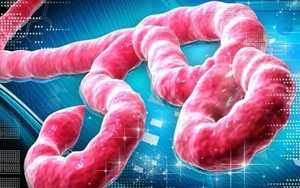 Đại dịch Ebola: Đã ở mức báo động khẩn cấp quốc tế!