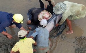 Bạc Liêu: Giải cứu cá heo gần 200 kg bị mắc kẹt, phóng thích ra biển