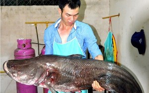 Loài cá khổng lồ chuyên ăn thịt ở cửa sông giáp biên giới