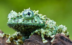 Loài ếch "quái dị" nhất hành tinh xuất hiện tại Việt Nam