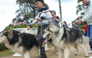 Đà Lạt: Xem chó to 65 kg diễu hành
