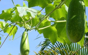 Bí đao  “thuốc quý” chống lại bệnh gan