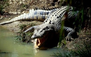 Bé trai 12 tuổi nghi bị cá sấu nuốt chửng ở Australia