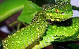 Cơn ác mộng rắn lục đuôi đỏ ở Đồng bằng sông Cửu Long