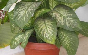 Những cách đặt cây phong thủy để mang lại tài lộc