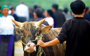 Chợ bò Mèo Vạc