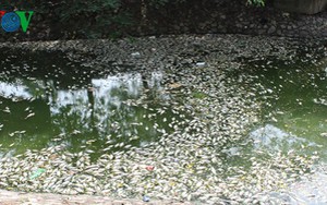 Cá chết trắng hồ Thiền Quang, người đi đường phải bịt mũi