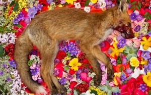 Bộ ảnh đám tang đặc biệt dành cho động vật bị bỏ rơi