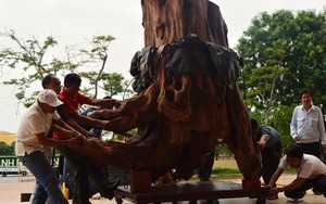 Gốc sưa "khủng" trị giá 17 tỷ được đưa vào bảo tàng