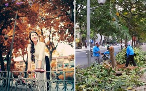 Xót xa nhìn con phố lãng mạn bậc nhất Hà Nội thay "áo mới"