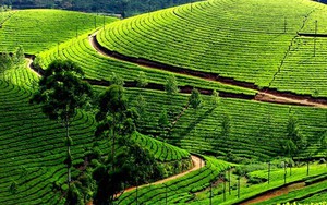 Xem Việt Nam trong "bộ sưu tập" đồi chè vòng quanh thế giới