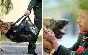 Cảm động chú chó nghiệp vụ giằng hành lý, không muốn “thầy” của mình rời đi