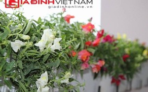 Vườn hoa đẹp tự nhiên trên ban công chung cư Hà Nội