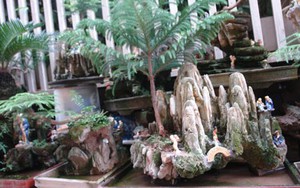 Ngõ phố bonsai độc nhất Hà Thành