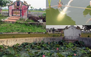 Nghệ An: Xôn xao cá lạ chỉ bơi ngửa giữa giếng cổ Tiên Hồ