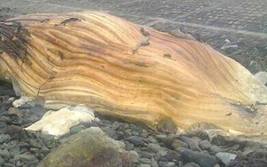 Phát hiện xác cá “lạ” nặng gần 3 tấn trôi dạt vào bờ biển