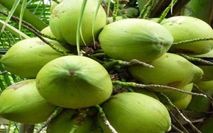 Chữa khỏi bệnh trĩ nặng bằng bài thuốc từ ba ba và quả dừa non