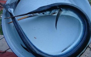 Cá "lạ" đâm vào cổ du khách Nga là cá nhái
