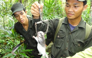 Phát hiện loài thú tuyệt chủng ở Việt Nam sau gần 100 năm