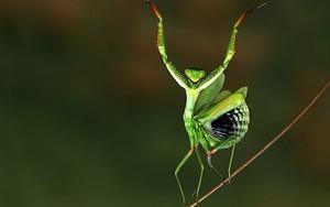 2 loài côn trùng cực đẹp nhưng vô cùng độc ác tại Việt Nam