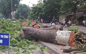 Hà Nội: Gần 100 cây xà cừ cổ thụ bị chặt bỏ