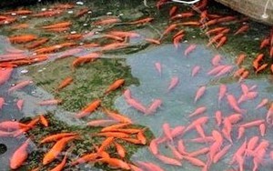 Tết ông Công, ông Táo: Cá chợ ảo đắt hàng