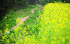 Mê mẩn với những cánh đồng hoa mùa thu tại miền Bắc