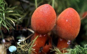 Công dụng đặc biệt của "thần dược" tráng dương trên núi Tam Đảo
