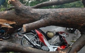 Xe bị cây đè nát bét, chúng tôi đành... cuốc bộ đi làm
