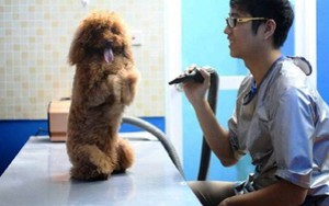 Chi gần 1 triệu đồng/ngày gửi thú cưng dịp Tết dương lịch
