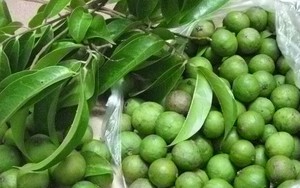 Quả sấu: Những công dụng quý không phải ai cũng biết