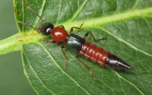 Kiến ba khoang: Không giết kiến sẽ tránh được bệnh