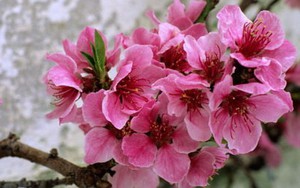 Chọn và cắm hoa đào theo phong thủy: Vừa làm đẹp, vừa trừ tà