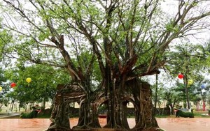 Cây bồ đề 3 lỗ độc nhất Việt Nam vừa trở thành cây di sản