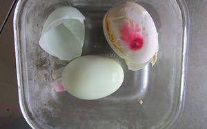 Xôn xao trứng vịt có màu khác lạ