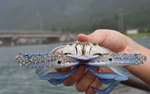 Nuôi ghẹ xanh: Loài thủy sản vốn ít lãi nhiều