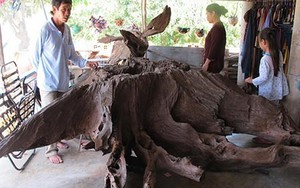 Hàng ngàn người náo loạn vì một... gốc cây