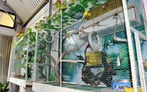 Thú chơi lồng chim Aviary