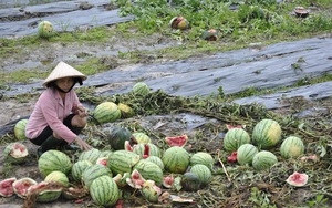 Khốn khổ nhìn dưa hấu nứt toác, 1.000 đồng/kg không ai mua