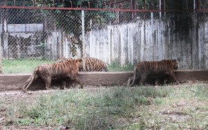"Đột nhập" trại nuôi hổ lớn nhất ở Thanh Hóa