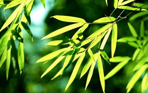 Bài thuốc chữa bỏng lưu truyền nhiều đời cứu hàng ngàn ca bỏng