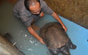 Cua đinh nặng 23,5kg được trả giá 20 triệu