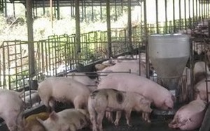 Lật tẩy kỹ nghệ tăng trọng heo: Những sự thật quá sức tưởng tượng