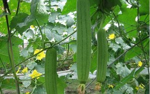 12 bài thuốc chữa bệnh cực hay từ quả mướp