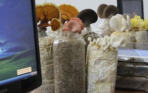 Mốt chơi nấm tại gia