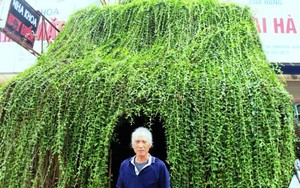 Ngôi nhà chằng chịt dây leo của ông lão gần 70 tuổi tại Hà Nội