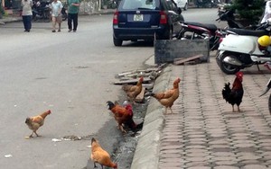 Chuyện lạ ở Hà Nội: Nuôi gà trên vỉa hè như thời bao cấp